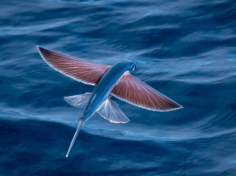 What is the largest type of fish that can fly?