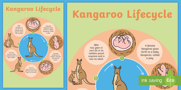 What is the life cycle of a kangaroo?