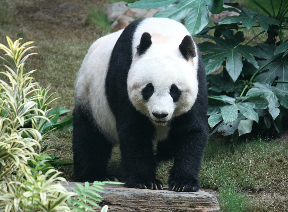 What is the maximum age of a panda? What is the maximum age of a panda?