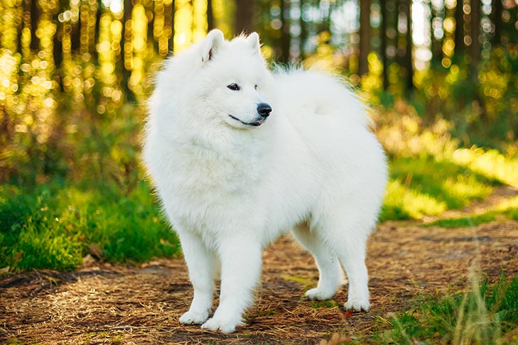 What is the most expensive breed of dog in America? What is the most expensive breed of dog in America?