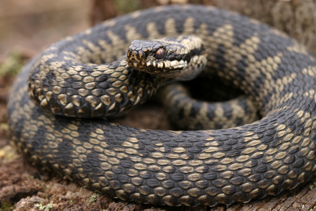 What is the most poisonous snake in the UK?
