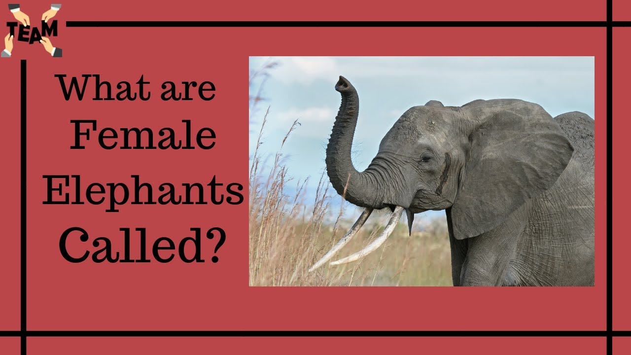 What is the name for a female elephant?