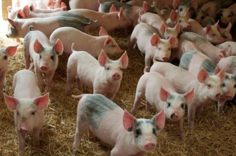 What is the name of a group of Pigs?
