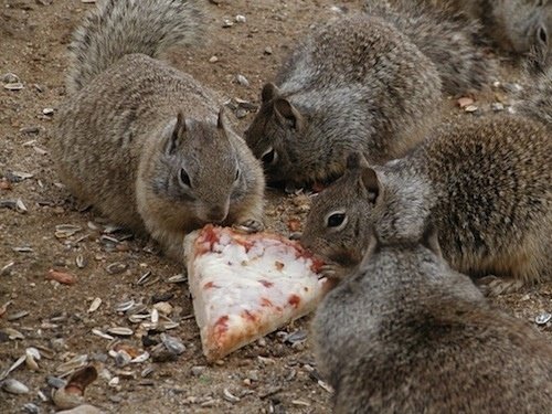 What is the name of group of squirrels?