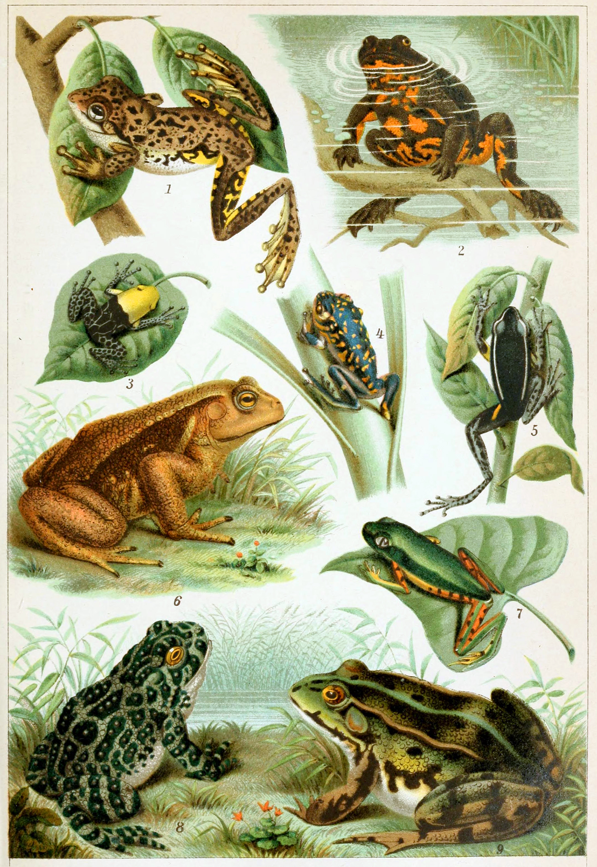 What is the name of the original ancestor of frogs? What is the name of the original ancestor of frogs?