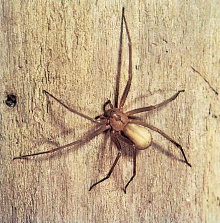 What is the name of the poisonous spider? What is the name of the poisonous spider?