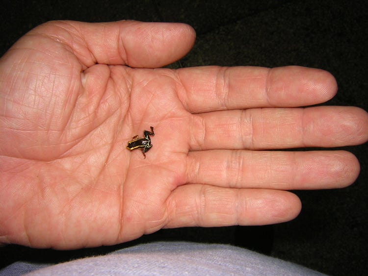 What is the name of the smallest animal on earth?