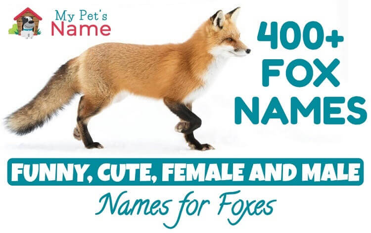 What is the nickname for a male fox?