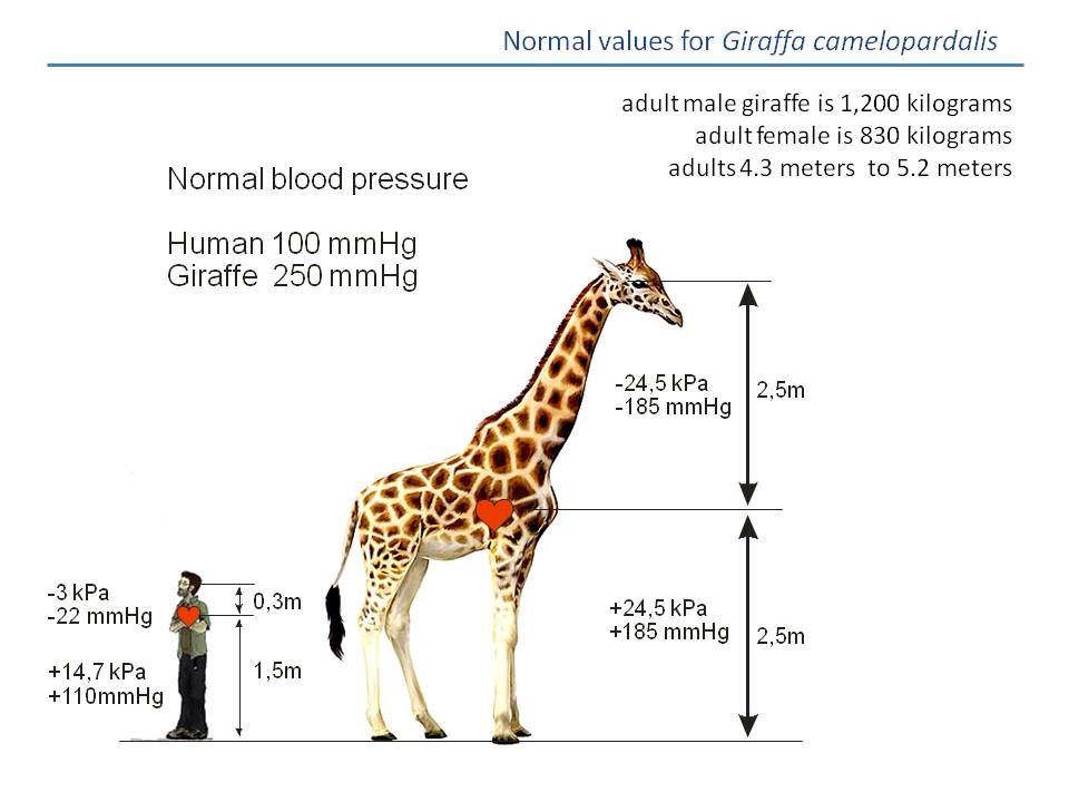 What is the normal blood pressure of a giraffe?