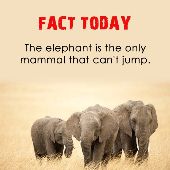 What is the only mammal that can't jump? What is the only mammal that can't jump?