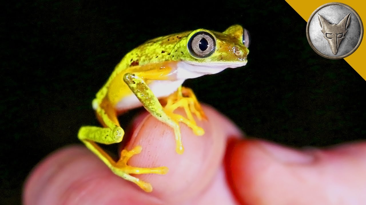What is the rarest frog in the world?