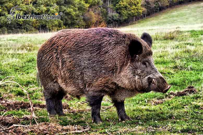 What is the scientific name for a boar in Spanish?