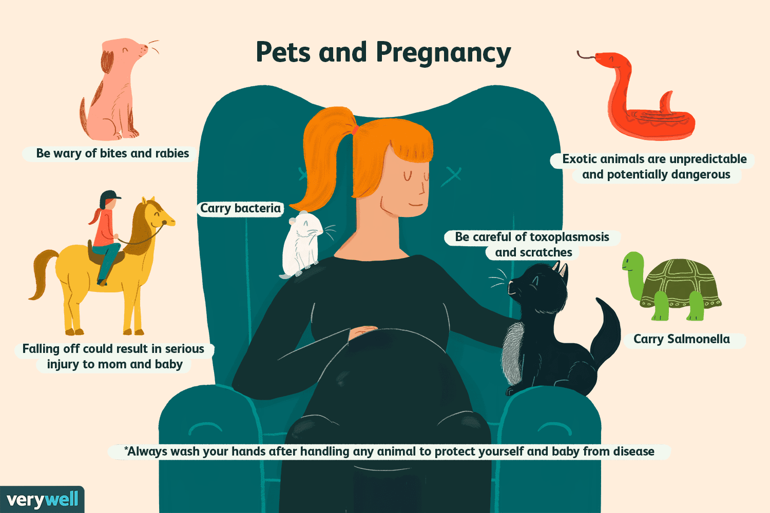 What is the scientific name for a female animal's pregnancy?