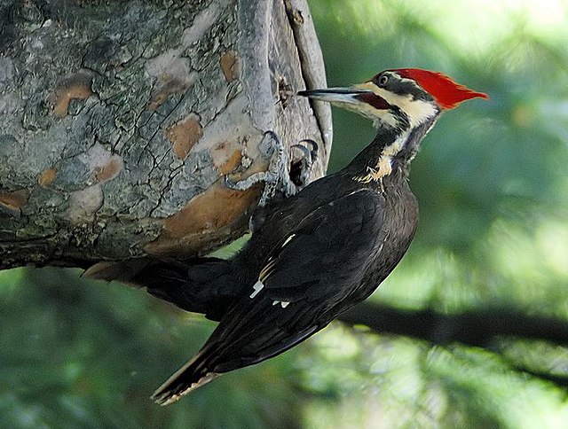 What is the scientific name for a woodpecker?