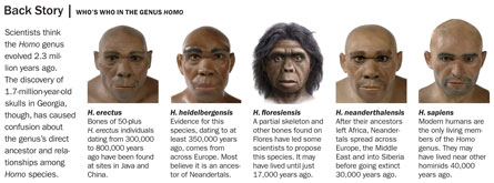 What is the scientific name of the hominids?