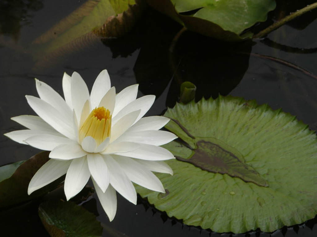 What is the scientific name of Tiger Lotus?