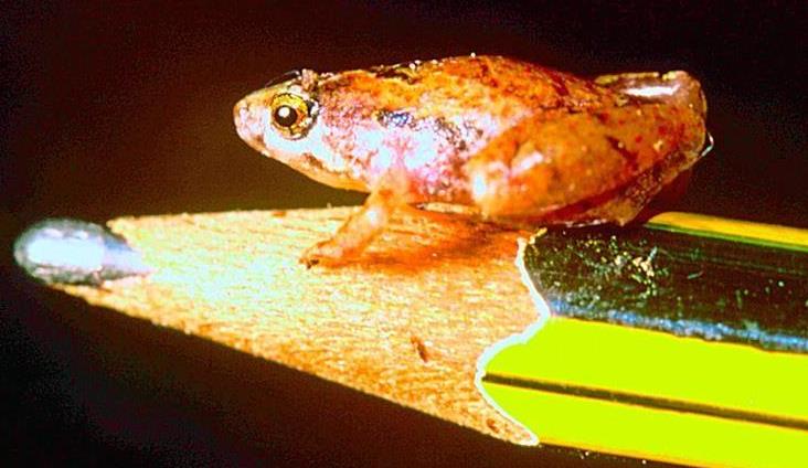 What is the second smallest frog? What is the second smallest frog?