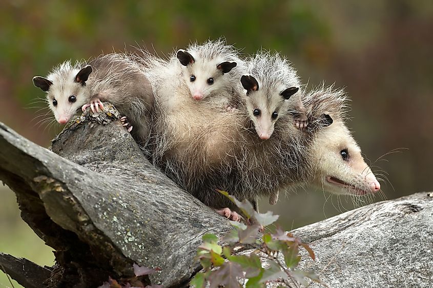 What is the shortest gestation period for a possum?