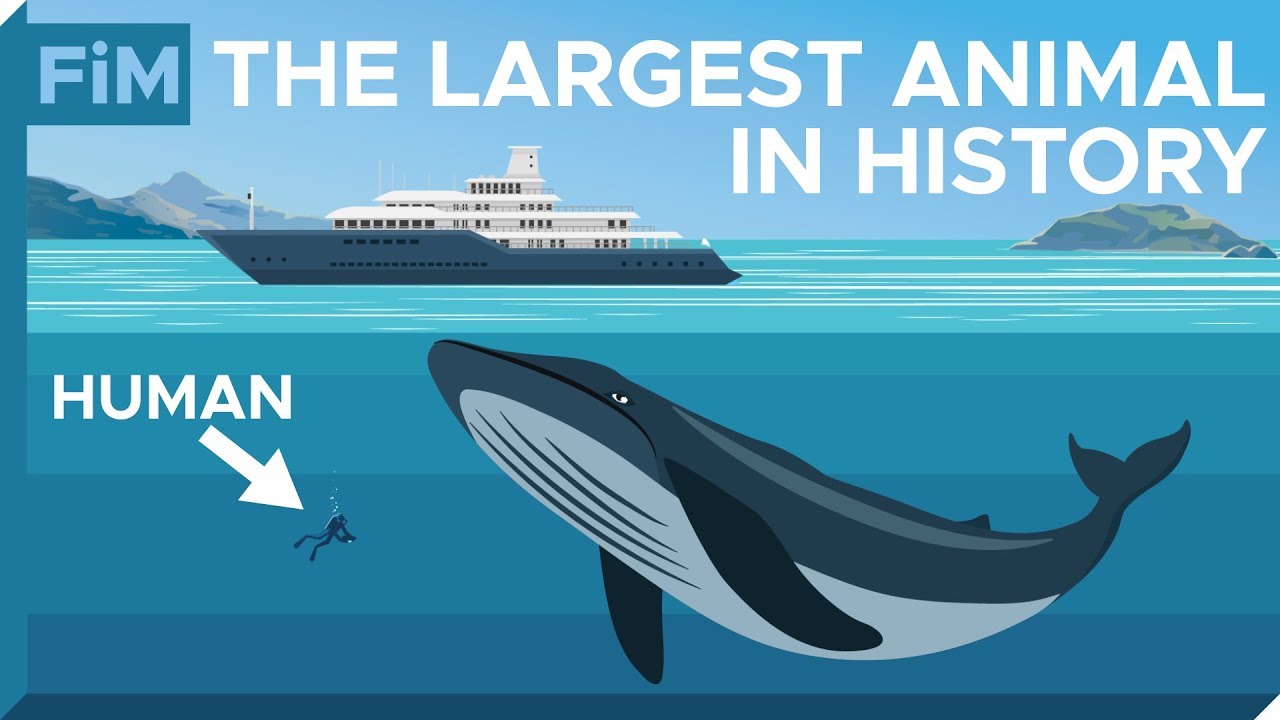 What is the size of a blue whale?