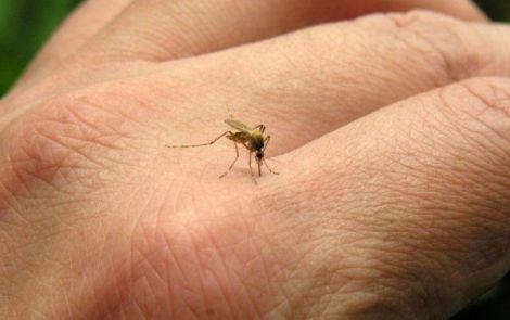 What is the size of a mosquito?