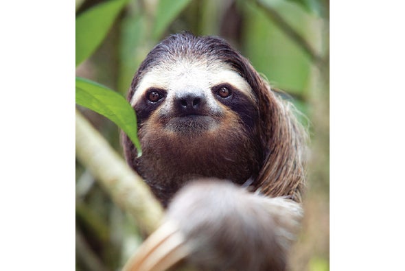 What is the slowest mammal? What is the slowest mammal?
