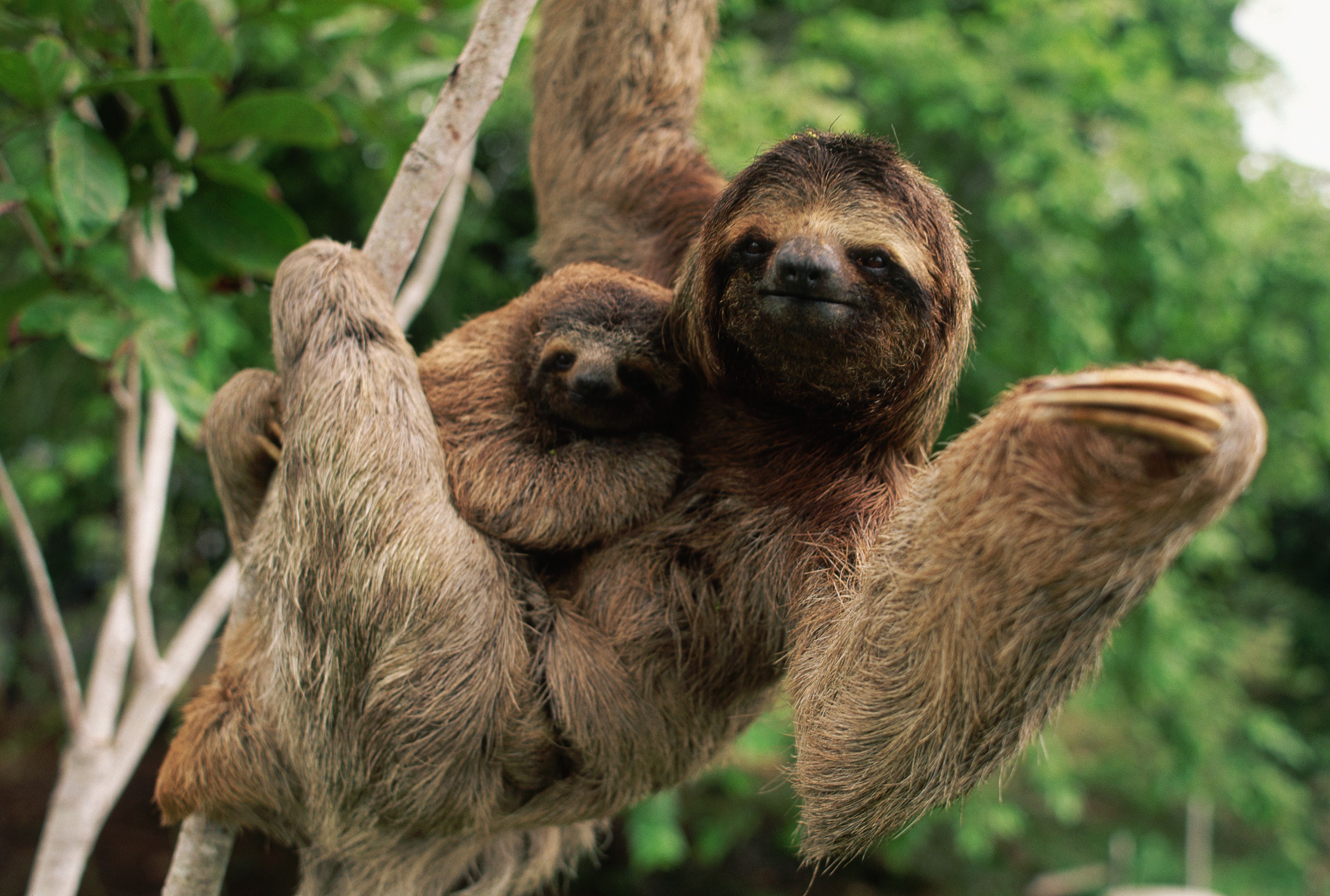 What is the slowest moving animal? What is the slowest moving animal?