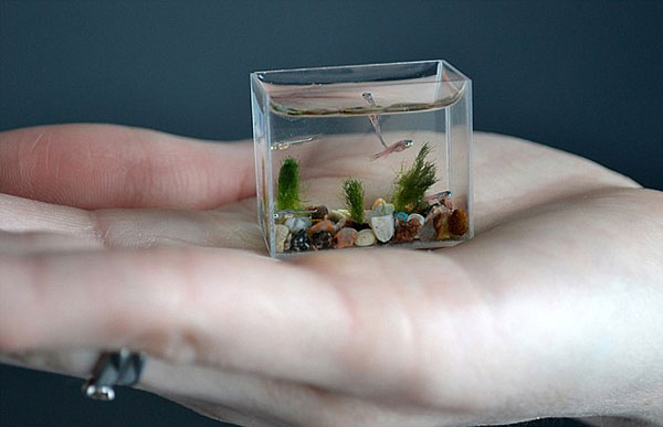 What is the smallest aquarium fish?