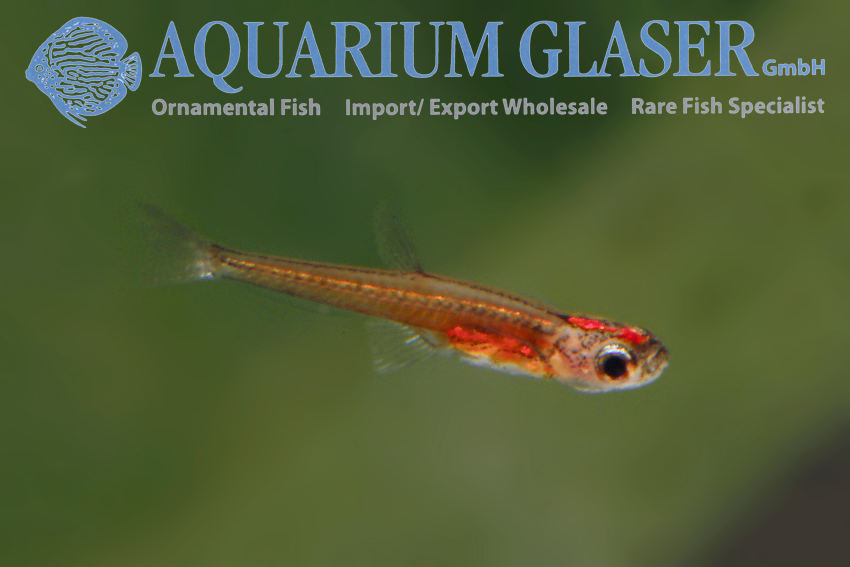 What is the smallest fish in the world? What is the smallest fish in the world?