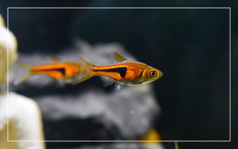 What is the smallest freshwater fish for a nano tank?
