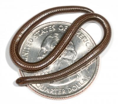 What is the smallest snake in the world?