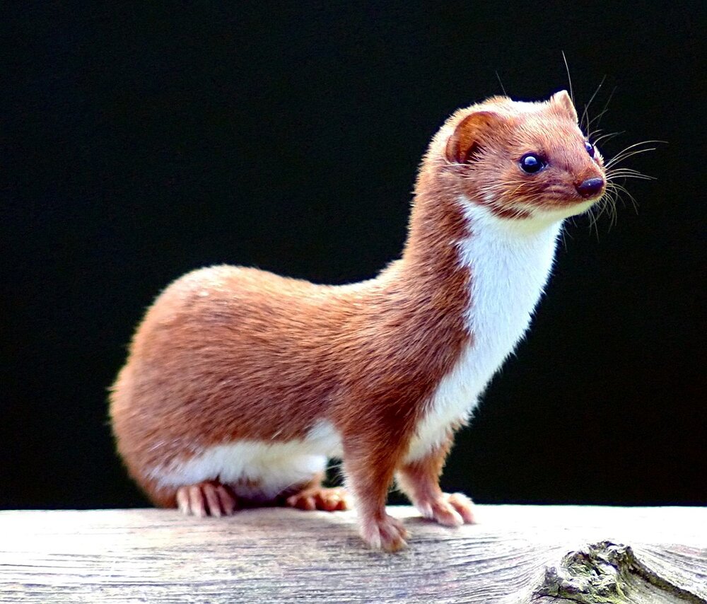 What is the smallest weasel in the world?