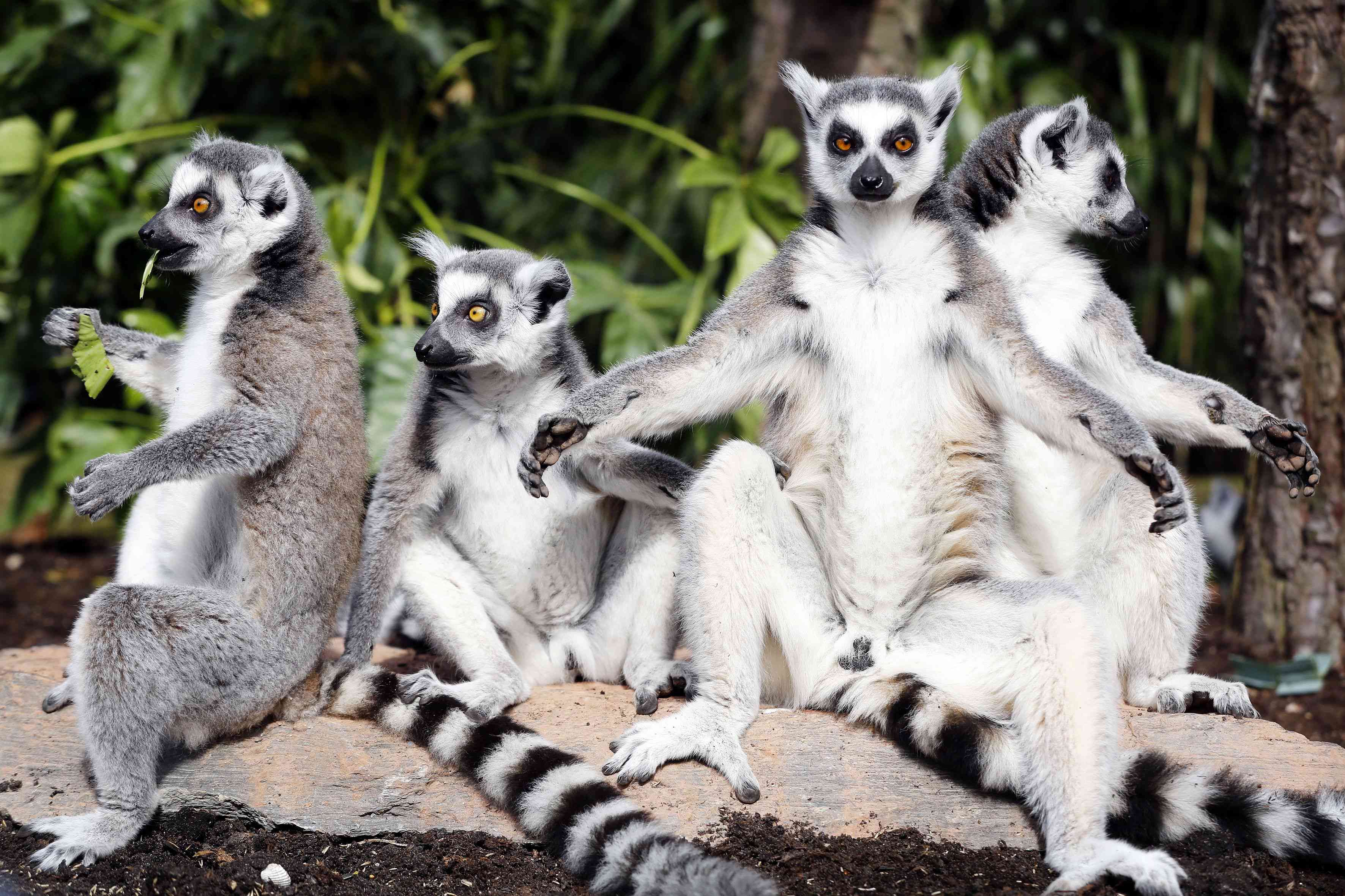 What is the weirdest name for a group of animals? What is the weirdest name for a group of animals?