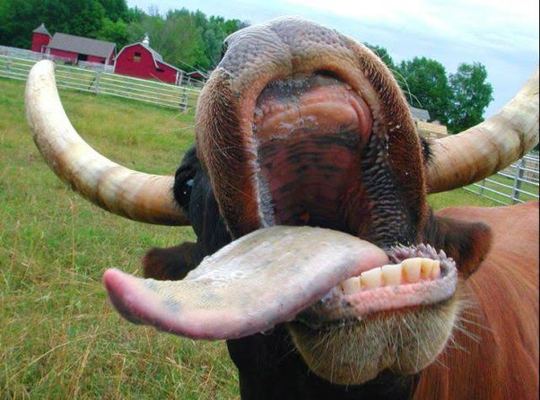 What is unique about cows teeth?