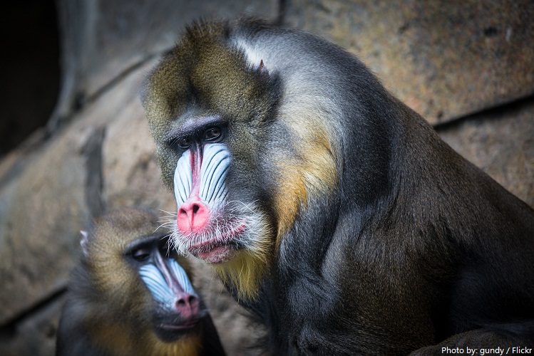 What is unique about mandrills?