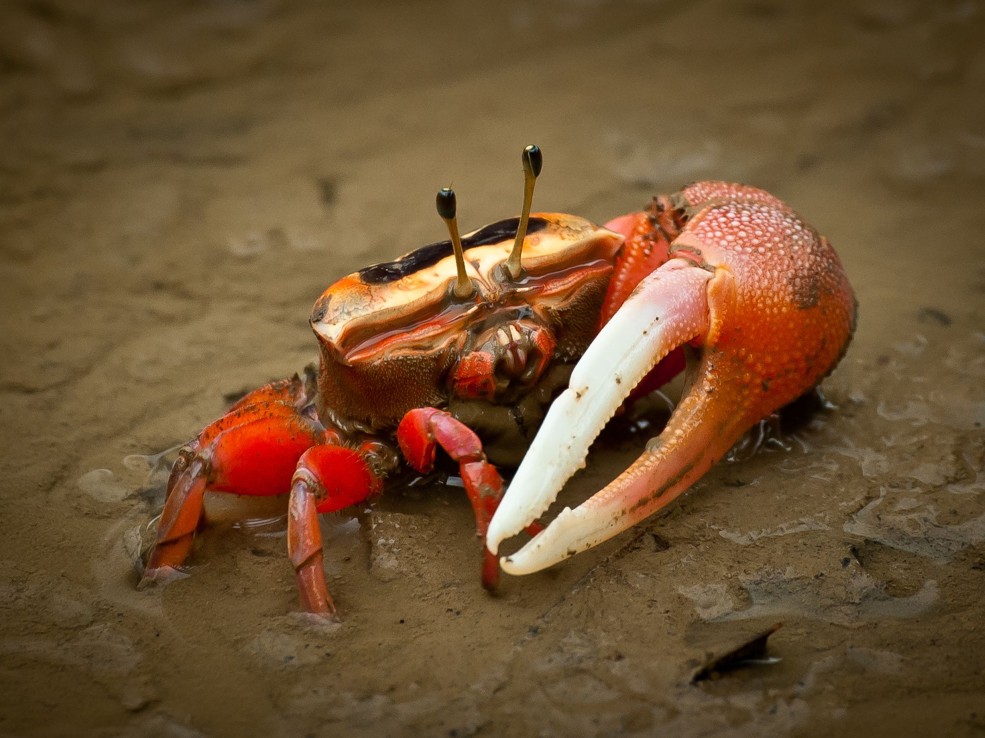 What is unique about the fiddler crab?