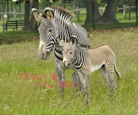 What is zebra baby called?
