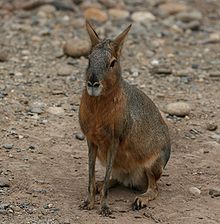 What kind of animal is a Patagonian cavy?