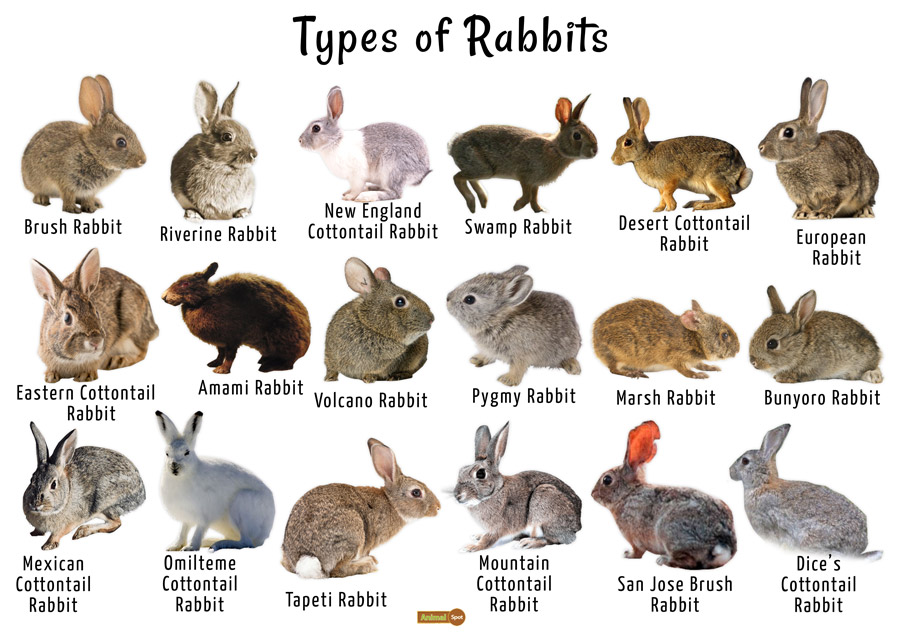 What kind of animal is a rabbit?