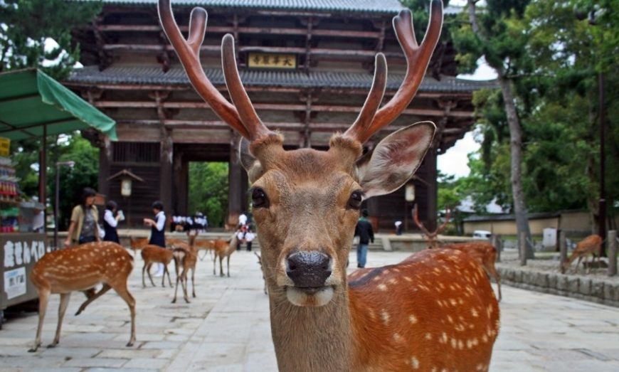 What kind of deer are in Nara Japan?