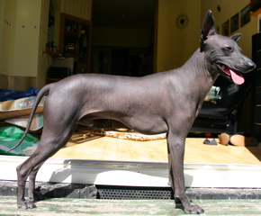 What kind of dog is a Peruvian Hairless Dog?
