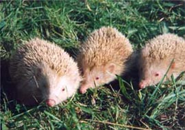 What kind of eyes do white hedgehogs have?