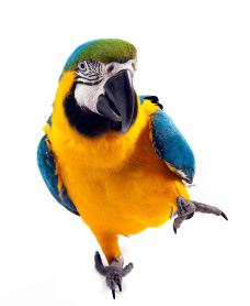 What kind of feet do parrots have?