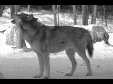 What kind of sound does a wolf make?