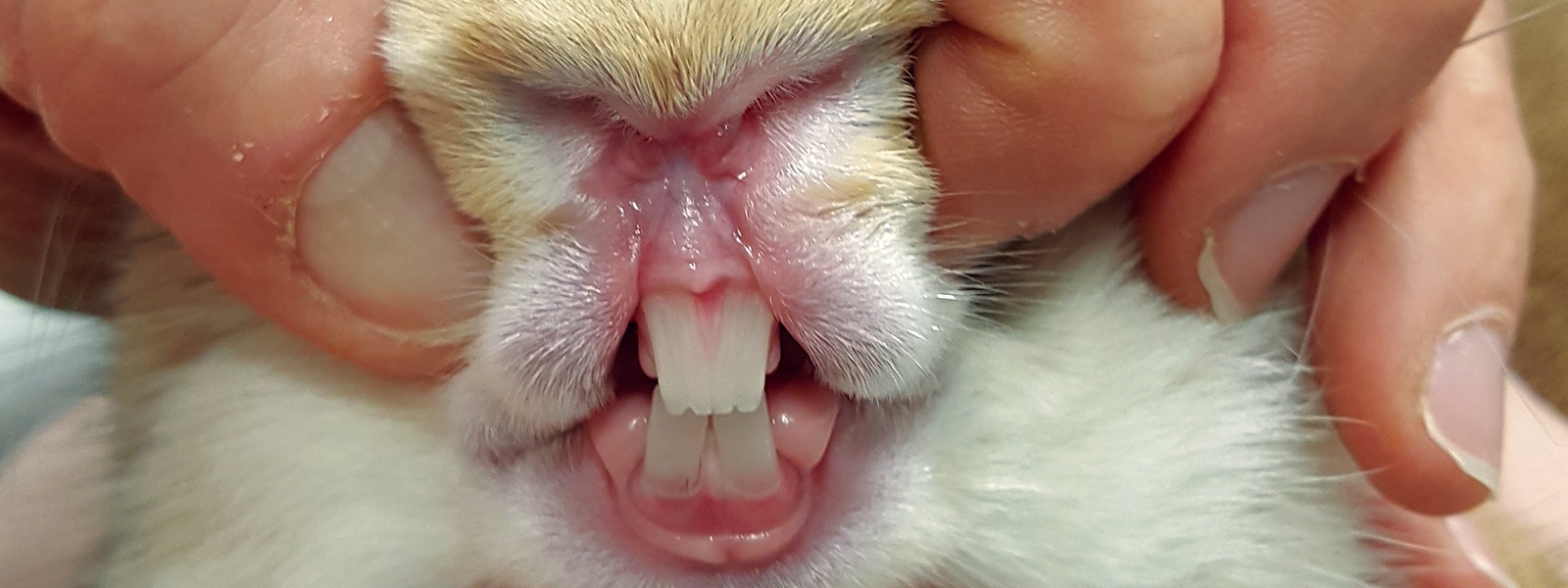 What kind of teeth does a rabbit have? What kind of teeth does a rabbit have?