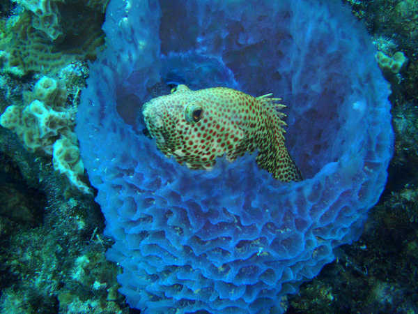 What makes a sea sponge an animal?