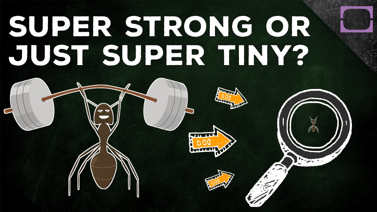 What makes ants so strong?