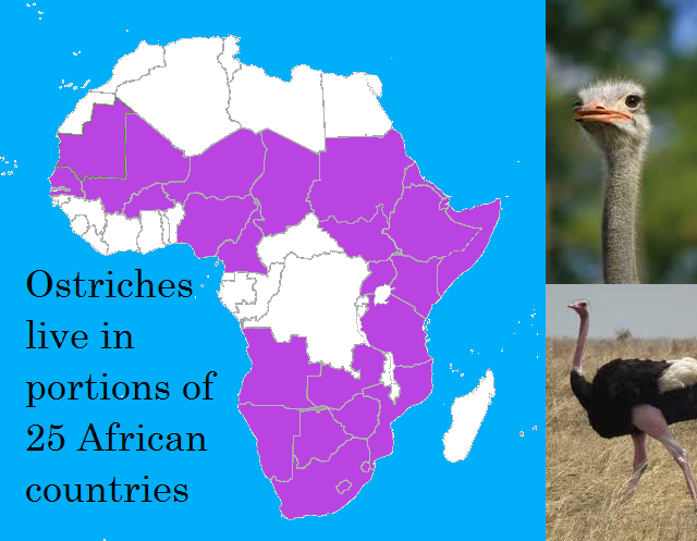 What part of Africa do ostriches live?