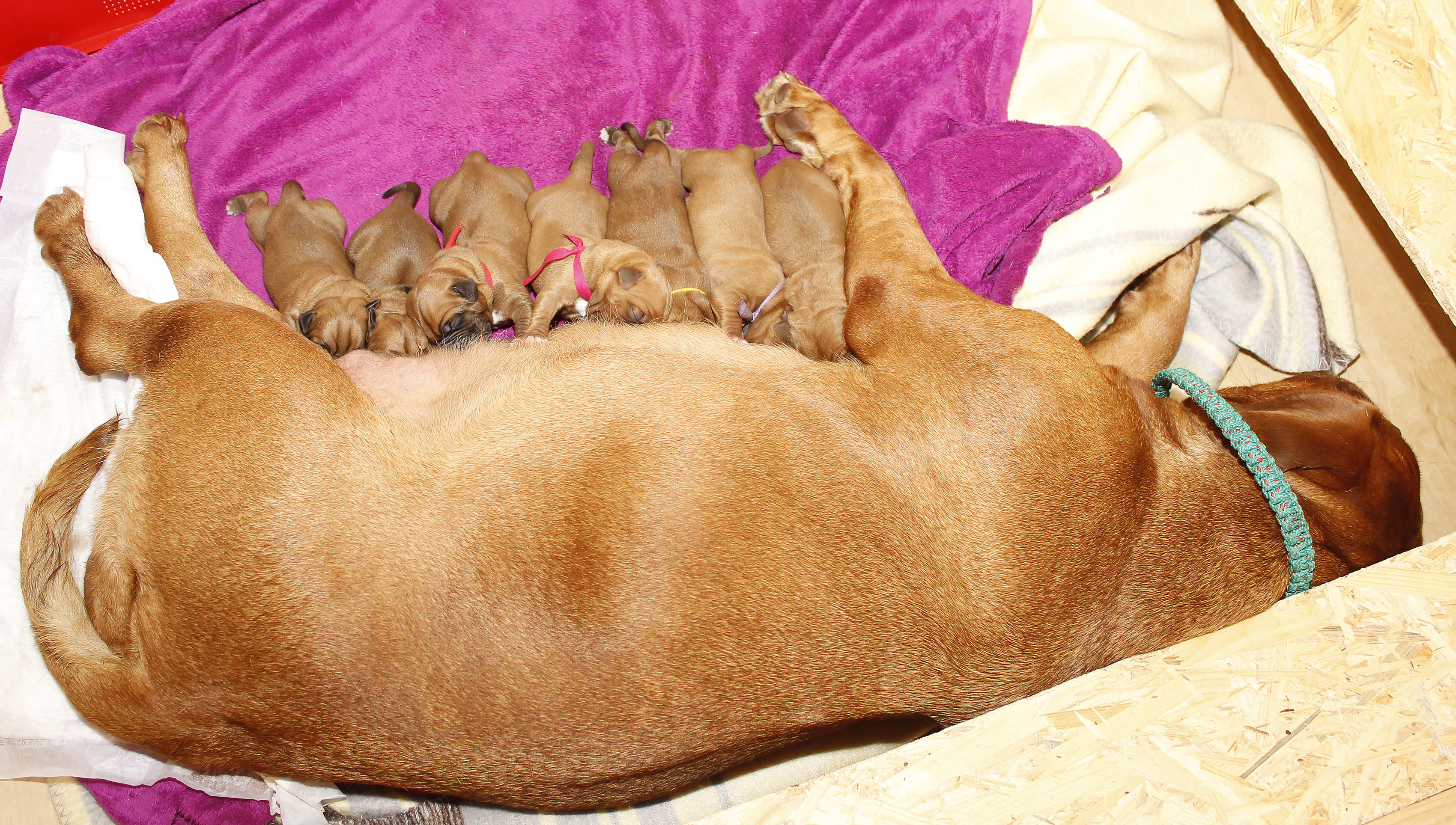 What should I do if my dog gives birth to puppies?
