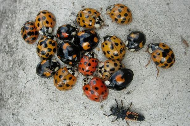 What should you do if you find a harlequin ladybird?