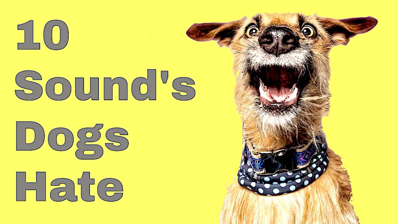 What sound frequency do dogs hate?